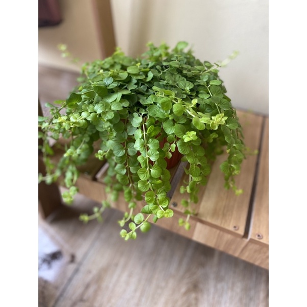 Cây trân châu vàng - golden creeping jenny