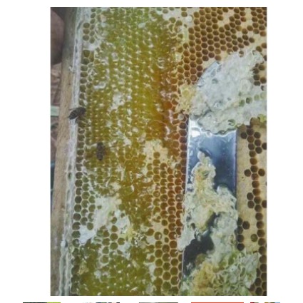 Mật ong bạc hà nguyên chất 1 lit