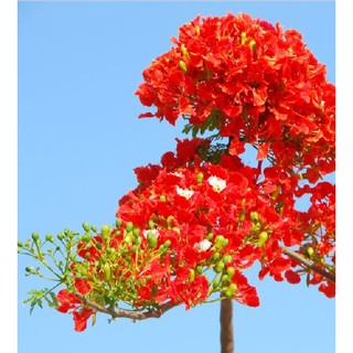Hạt giống hoa phượng vỹ đỏ - 5 hạt