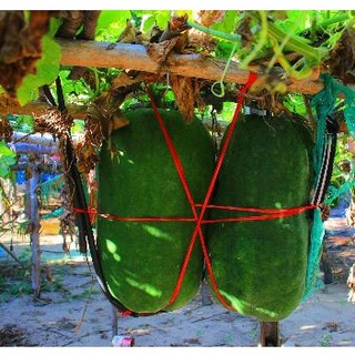 Hạt giống Bí đao khổng lồ (tặng gói Kích nẩy mầm và Hướng dẫn)