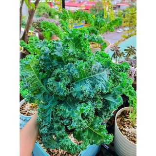Hạt giống cải kale xanh