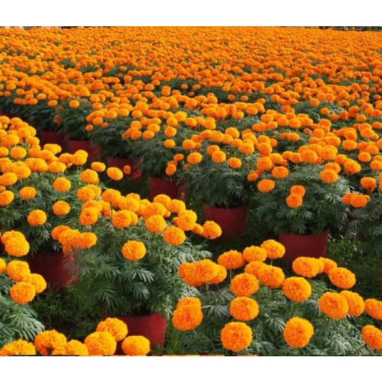 PK PEKA Posstasium phosphite 0-29-26 nhập từ Mỹ can 500ml {agri fos} giúp Kích rễ - Đẻ nhánh - To trái - Chắc hạt