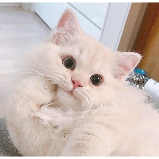 2Hand_Thanh Lý giá tốt