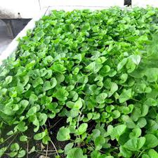 200 hạt giống rau má
