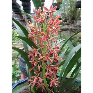 Combo 10 thân địa lan kiếm hồng hoàng , trần mộng thu- cymbidium iridioides - tmttb