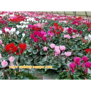 Hạt Giống Hoa Anh Thảo Mix - 5 Hạt