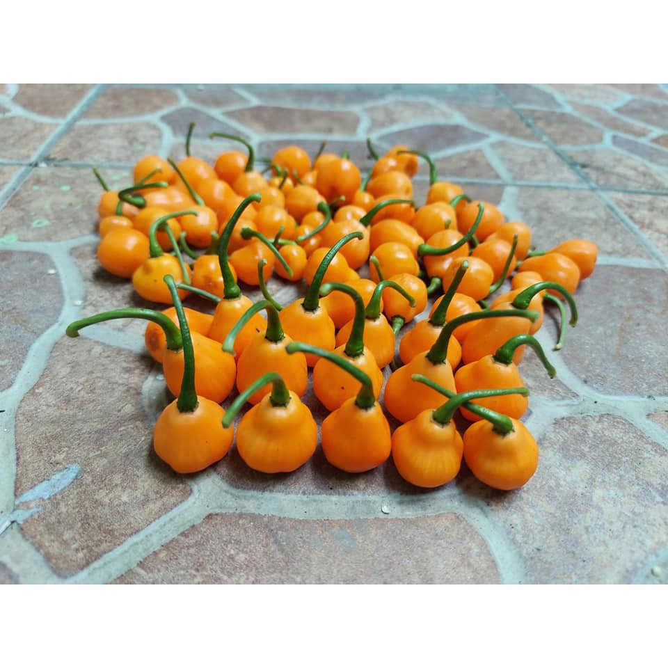 Hạt giống - Ớt Pimenta Cabaca Orange  15h