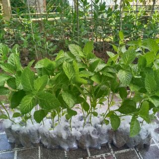 Combo10 cây giống đuôi chuột hoa tím