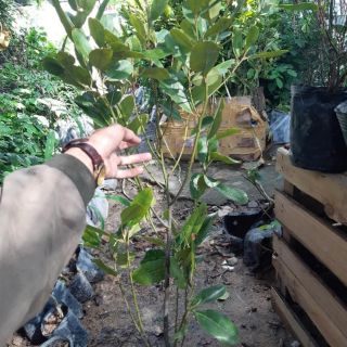 Cây cà na thái cao 1m