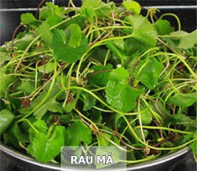 Hạt giống rau má, rau má lá nhỏ (hạt giống chất lượng)
