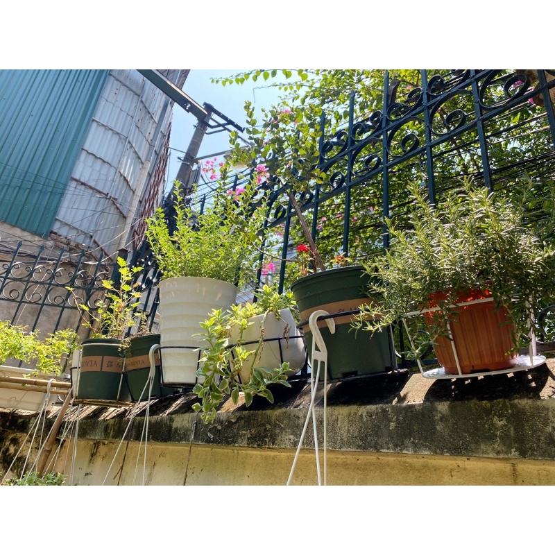 Móc sắt tròn để chậu cây treo ban công sơn tĩnh điện