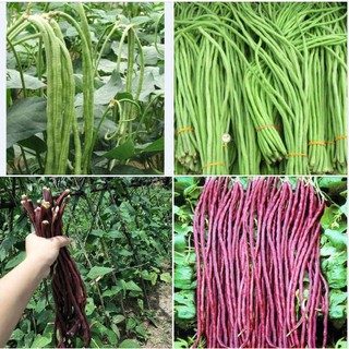 Combo 2 gói hạt giống đậu đũa ( 1 gói xanh + 1 gói đỏ )