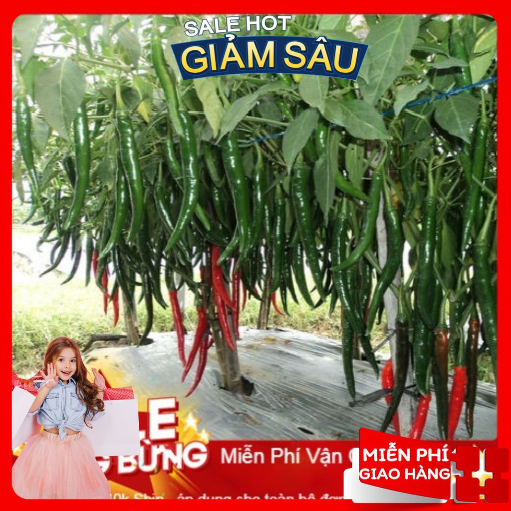 Hạt Giống Ớt Hàn Quốc - 30 Hạt / Gói