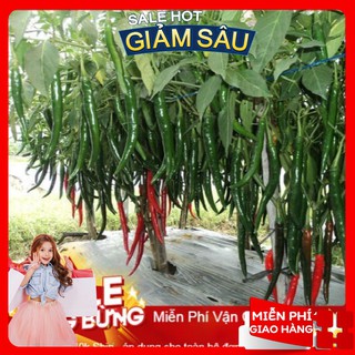 Hạt Giống Ớt Hàn Quốc - 30 Hạt / Gói