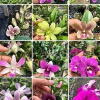 Denro cây giống