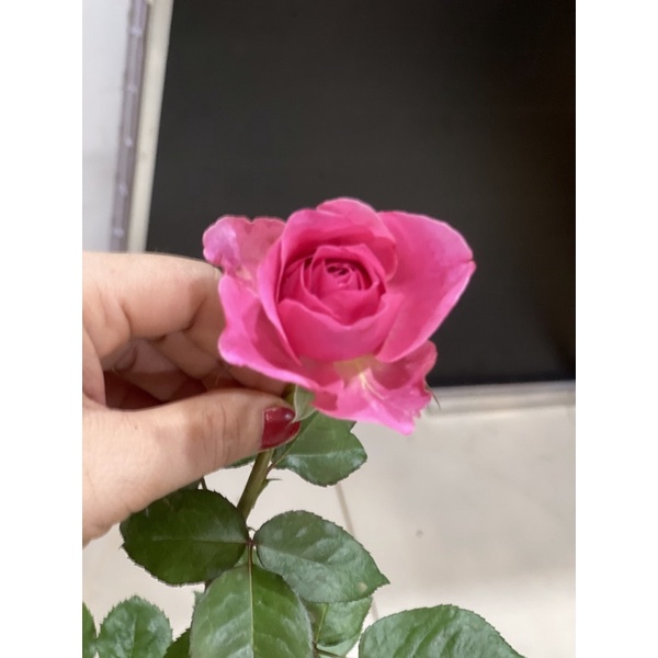 Hoa Hồng lafont thơm mạnh phom to