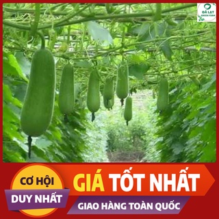 🥒HẠT GIỐNG BÍ ĐAO CHANH_15 HẠT🥒