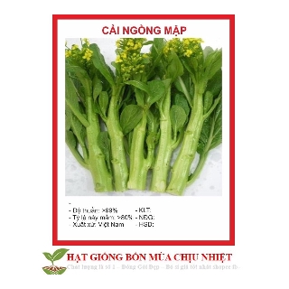 Hạt giống Cải Ngồng Mập Giống Mới Thân To Ngọt Đồng Đều Kháng Bệnh CHÍNH HÃNG
