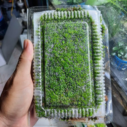 Thảm rêu Minifiss Lá nước trải nền không cần CO2 (hộp)_