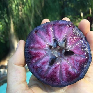 CÂY VÚ SỮA MICA