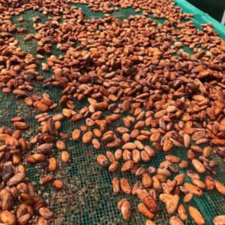 500g Bột ca cao nguyên chất Đắk Lắk
