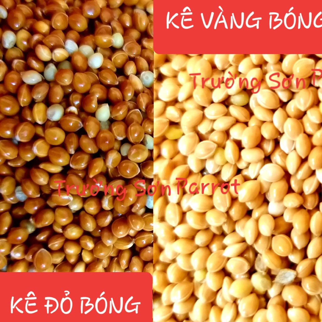 HẠT KÊ ĐỎ, KÊ VÀNG LOẠI TO GÓI 500g