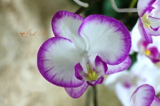 GÂN CÁNH HOA LAN HỒ ĐIỆP