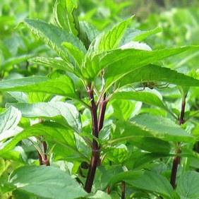 Hạt Giống Rau Húng Quế