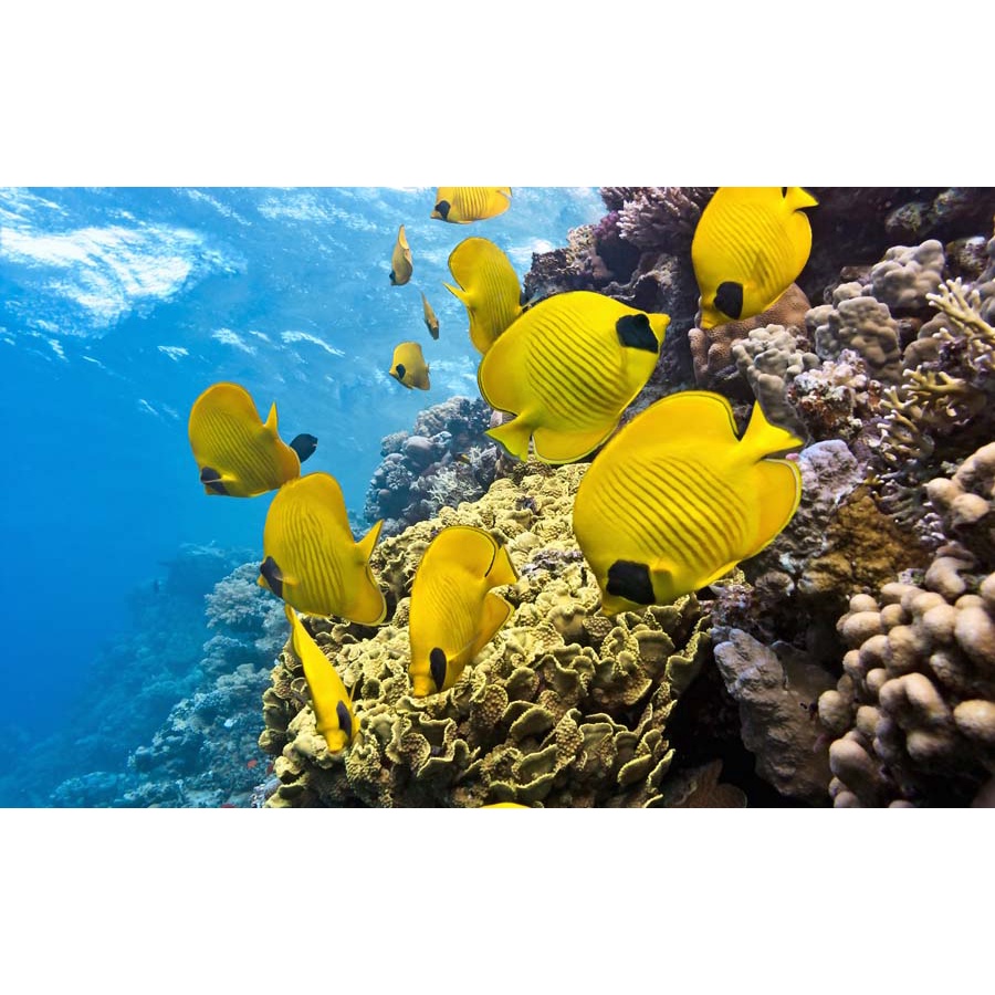 Tranh 3D Dán Tường Đại Dương không phai màu