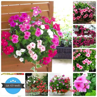 Gói 50 hạt giống hoa dừa cạn rủ