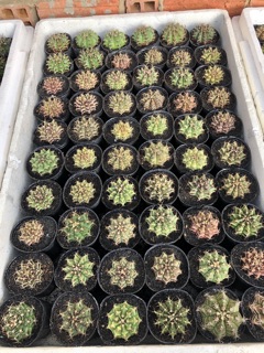 Gymno gieo hạt