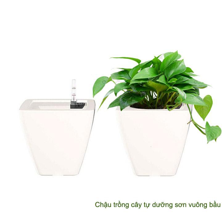 Chậu trồng cây tự tưới, R26xC26cm, vuông bầu, sơn trắng, siêu nhẹ, thẩm mỹ, độ bền cao |Greenhome