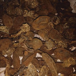 Nấm Ngọc Cẩu 1kg