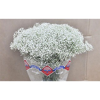 Hạt giống hoa Baby trắng