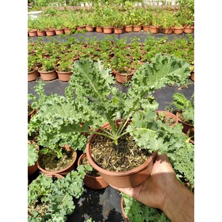 cây cải xoăn kale- thần dược cho sức khoẻ