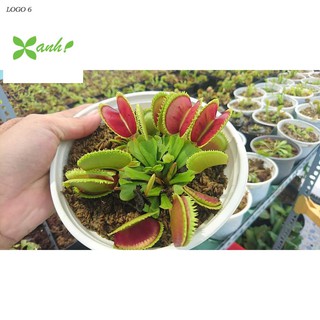 Hạt giống cây bắt côn trùng (cây bẫy kẹp) (15 hạt)