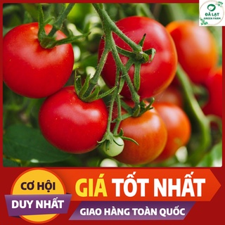 🍅 CÀ CHUA BI ĐỎ_30 HẠT🍅
