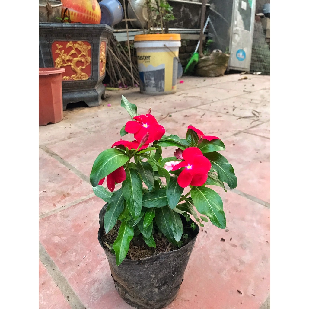 Cây hoa dừa cạn, chiều cao 15-20cm  hoa nở đẹp khỏe nhiều nhánh sum suê thích hợp trang trí cảnh quan sân vườn