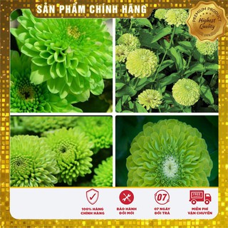 Hạt giống cúc Zinnia xanh F1 LUCKY SEEDS - 50 hạt