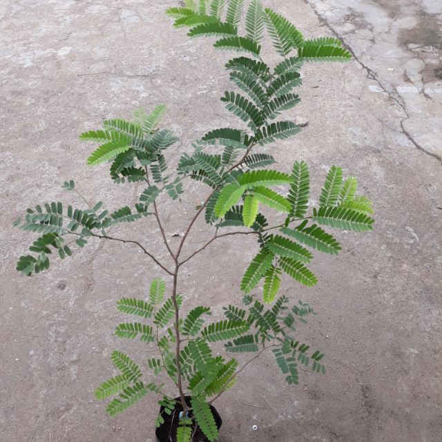 CÂY GIỐNG ME THÁI NGỌT NHANH CHO TRÁI, DỄ TRỒNG