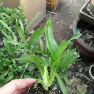 Lan hoàng hậu giống