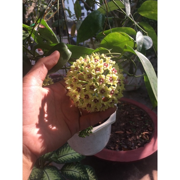 Cây giống cẩm cù hoa vàng