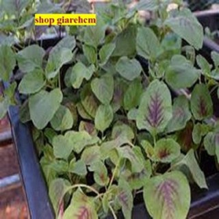 Hạt giống rau dền tía