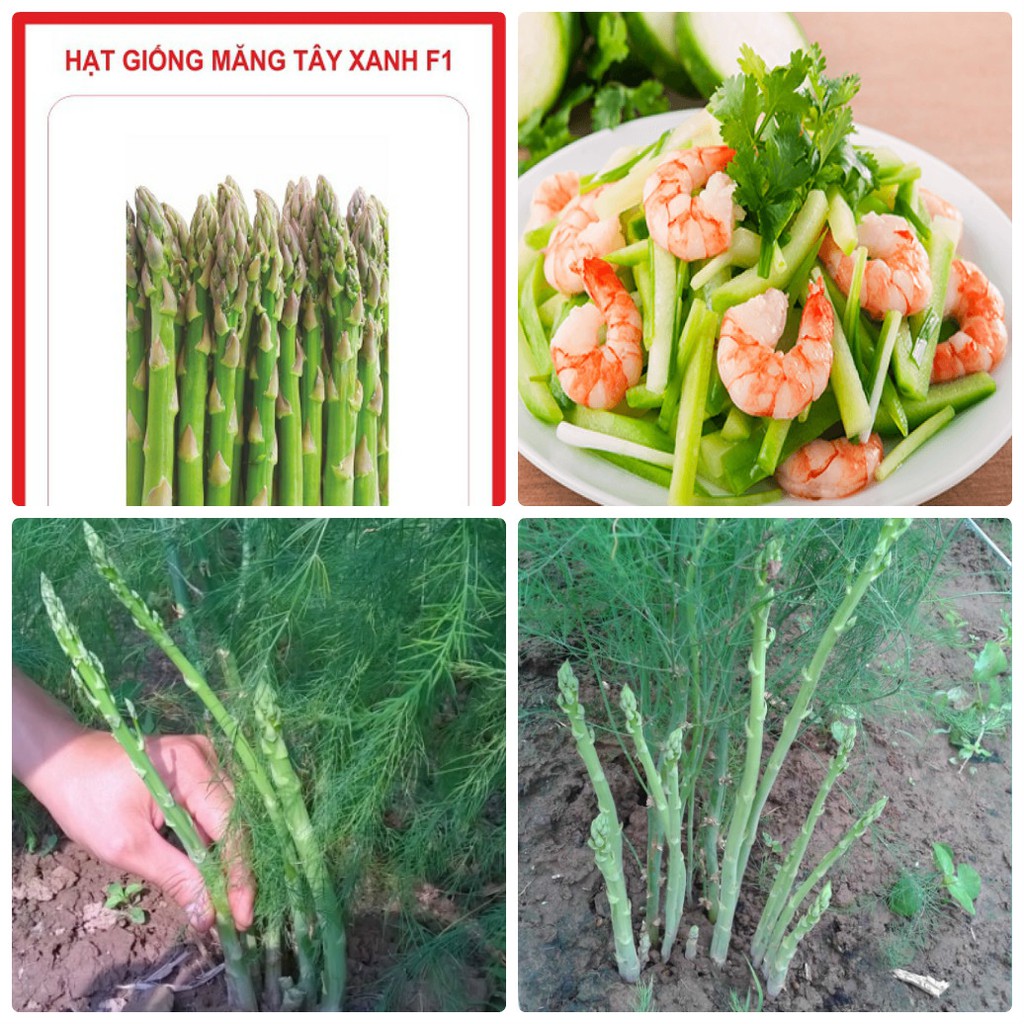 Hạt Giống Măng Tây Xanh Thái Lan - gói 100g (4000-5000 hạt)