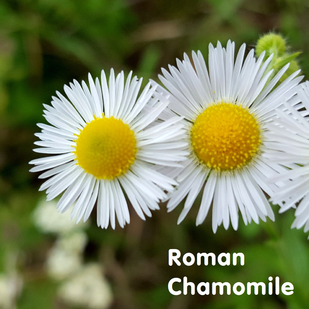 Tinh dầu Cúc La mã Roman Chamomile Essential Oil (White)