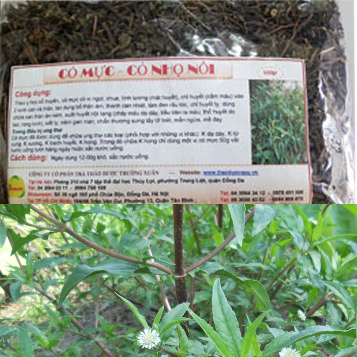 500gr cây nhọ nồi - Cây cỏ mực