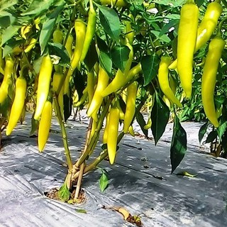 Hạt giống ớt sừng vàng châu phi - Gói 0.1gram