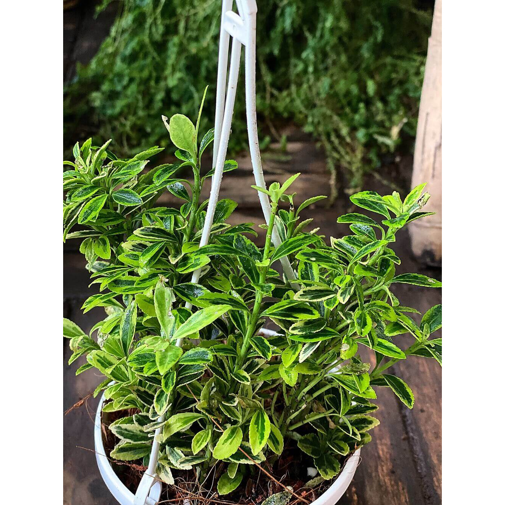 Cây Euonymus japonicus ‘Golden Rocket’ (Đông Thanh Vệ Mâu) chậu treo bí ngô