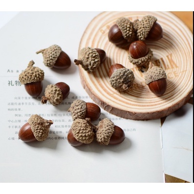 Quả sồi, hạt sồi khô phụ kiện chụp ảnh decor trang trí đẹp