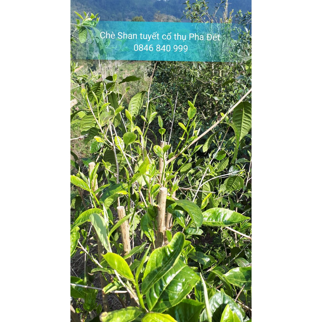 330g Chè Shan tuyết Pha Đét Cây chè 500 năm tuổi | BigBuy360 - bigbuy360.vn